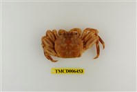 藏品(無斑斜紋蟹)的圖片